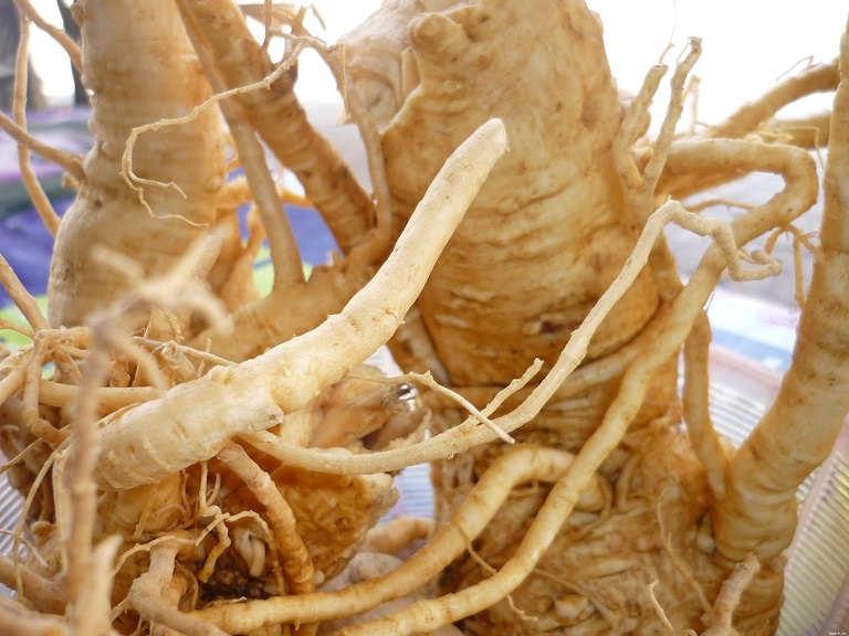 Rễ đinh lăng trị bệnh yếu sinh lý ở nam giới