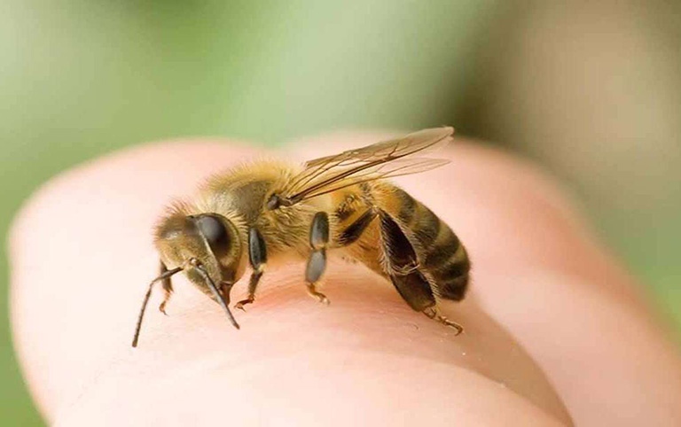 Vì sao sử dụng nọc ong chữa viêm khớp dạng thấp?