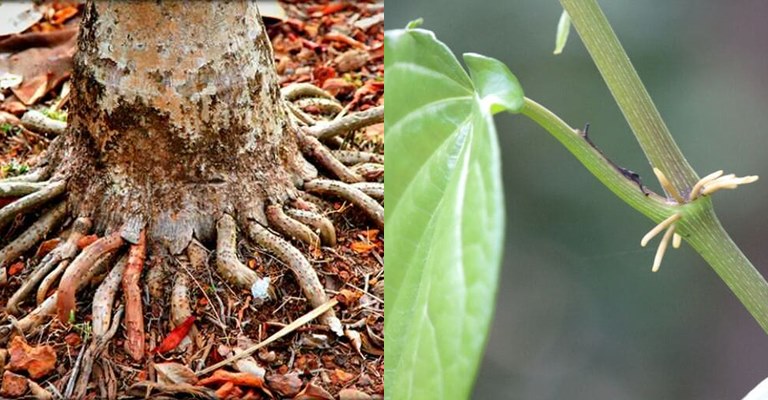 Kết hợp nguyên liệu rễ trầu không với rễ cau