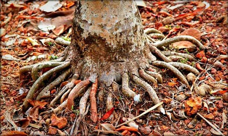 Sử dụng rễ cau chữa yếu sinh lý tại nhà hiệu quả