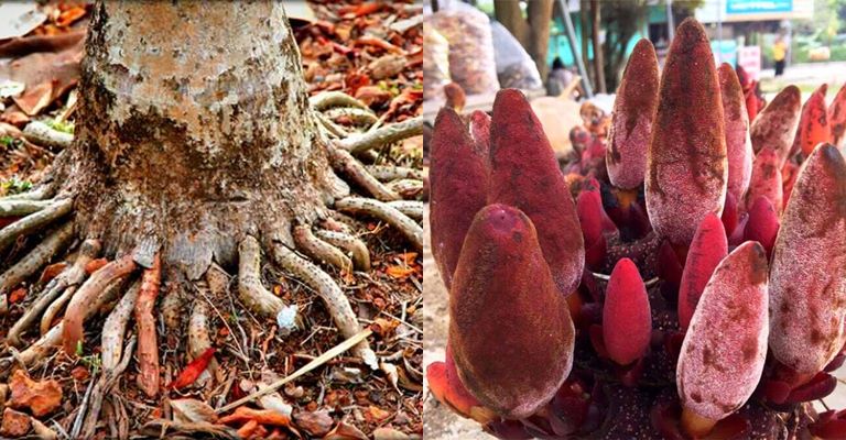 Nấm ngọc cẩu kết hợp rễ cau chữa bệnh yếu sinh lý