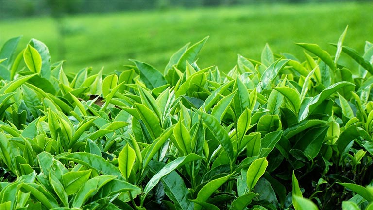 Lá trà xanh làm dịu niêm mạc thực quản, long đờm và giảm cảm giác khó chịu