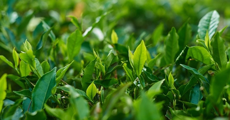 Tắm lá trà xanh cải thiện tình trạng da khô ngứa